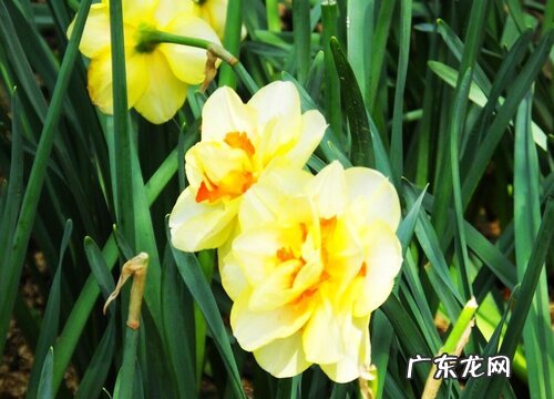 水仙多久开花一次