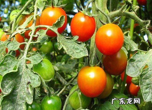 西红柿属于什么植物类型