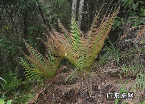 贯众属于什么植物类型