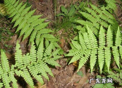 贯众属于什么植物类型