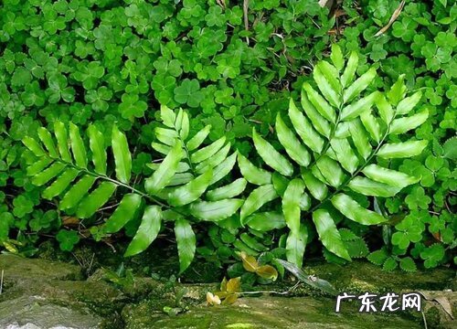 贯众属于什么植物类型