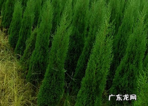 桧柏属于什么植物类型