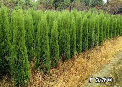 桧柏属于什么植物类型