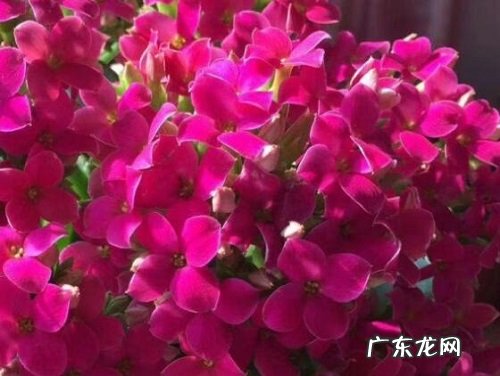 长寿花可以净化空气吗 有吸甲醛的作用吗