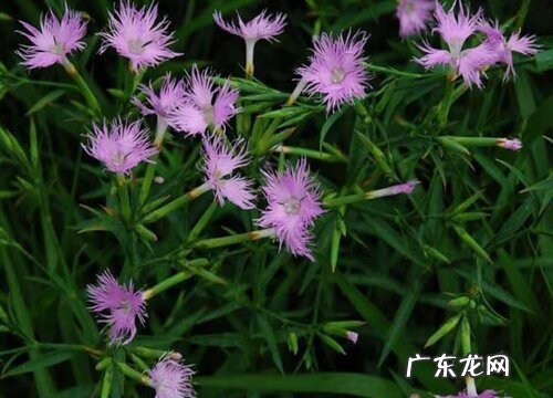 瞿麦属于什么植物类型