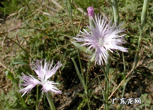 瞿麦属于什么植物类型