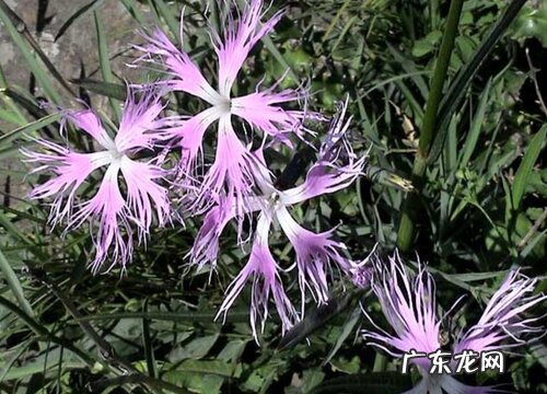 瞿麦属于什么植物类型