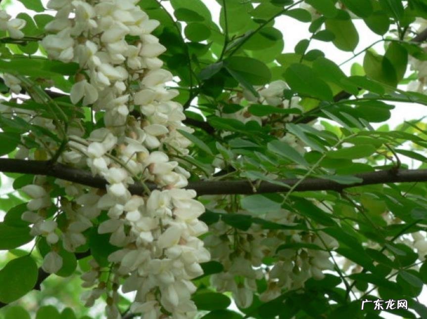 紫穗槐属于什么植物类型