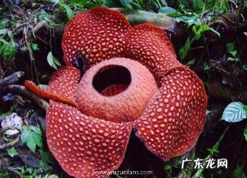 大王花属于什么植物类型