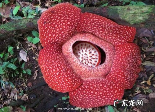 大王花属于什么植物类型