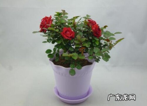 月季花属于什么植物类型