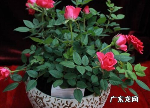 月季花属于什么植物类型