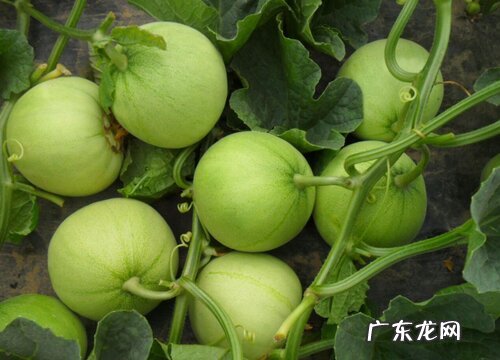 香瓜几月份成熟