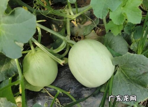 香瓜几月份成熟