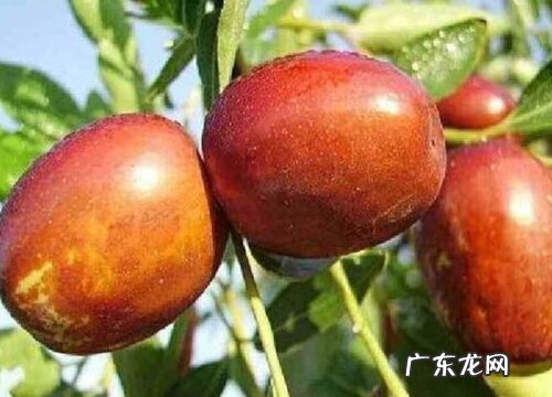 红枣有多少品种