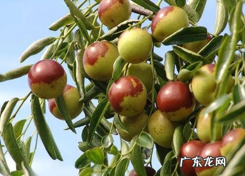 红枣有多少品种