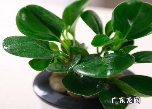 迷你盆栽植物有哪些