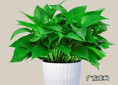 迷你盆栽植物有哪些