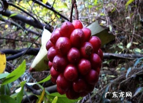 五味子什么时候成熟