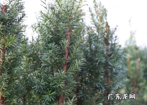 红豆杉怕晒吗 怕阳光晒吗