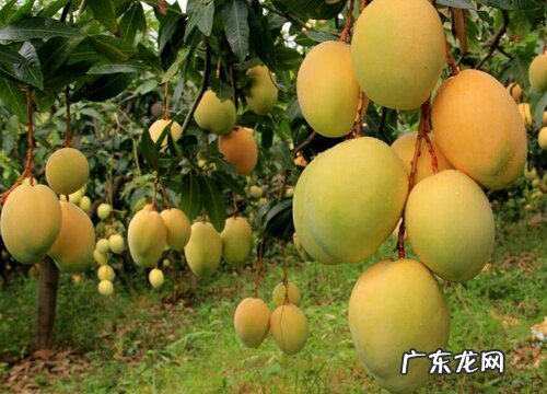 芒果几月份成熟上市