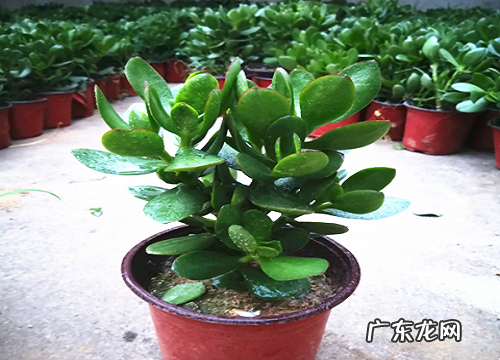 玉树几天浇一次水比较好