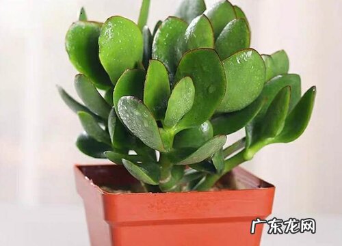 玉树几天浇一次水比较好