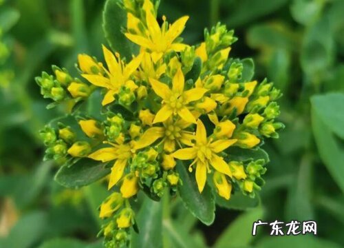 三七会开花吗 开花是什么样子