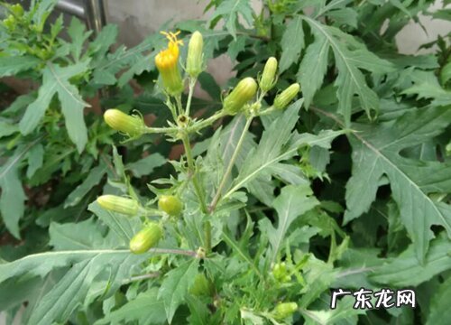 三七会开花吗 开花是什么样子