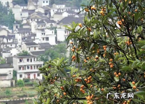 枇杷树可以种在院子里吗