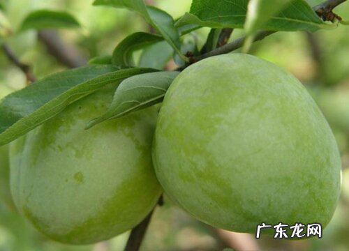 奈李什么时候成熟