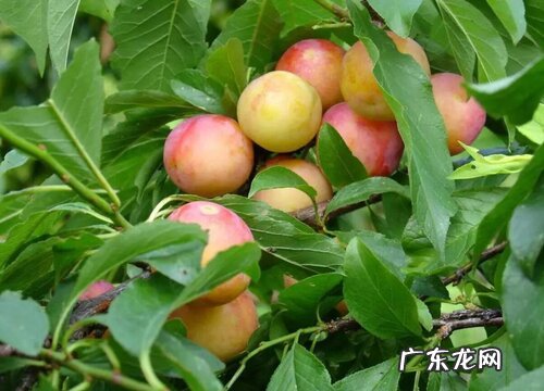 奈李什么时候成熟