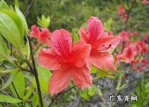 野生映山红冬天落叶吗