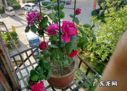 月季用什么土栽培最好