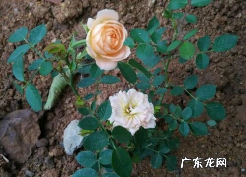 月季用什么土栽培最好