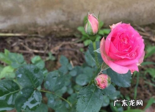 月季用什么土栽培最好