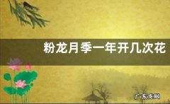 粉龙月季一年开几次花