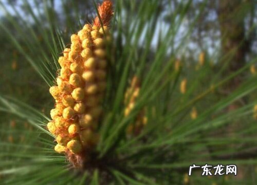 马尾松会开花吗 在什么时候开花