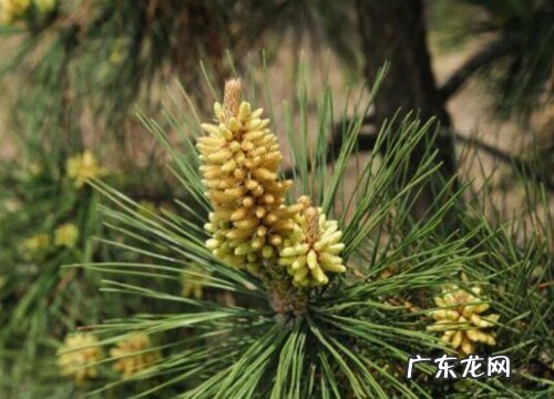 马尾松会开花吗 在什么时候开花