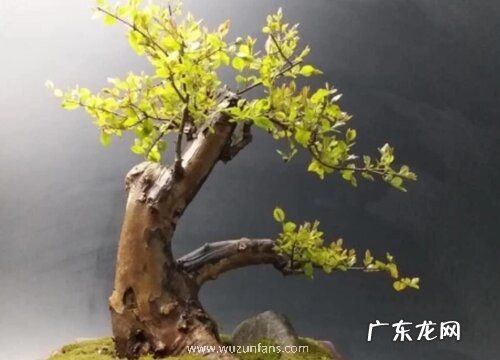 金雀梅一年开几次花