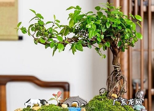 金雀梅一年开几次花