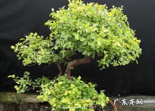 金雀梅一年开几次花