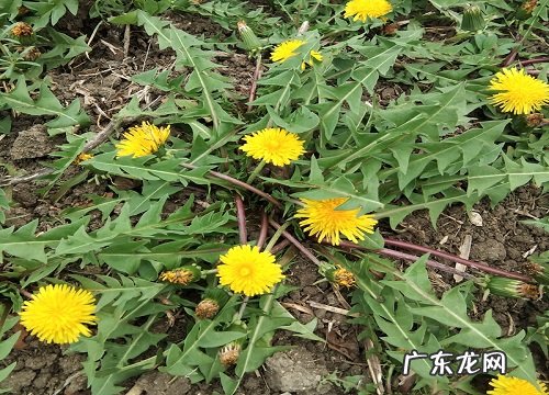 蒲公英会开花吗 在什么时候开花