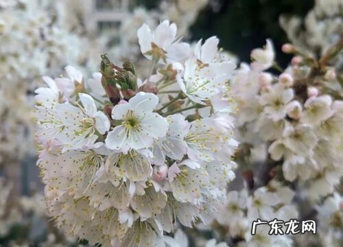 钙果一年开几次花