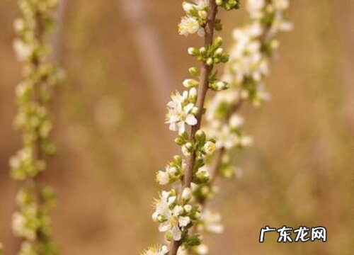 钙果一年开几次花