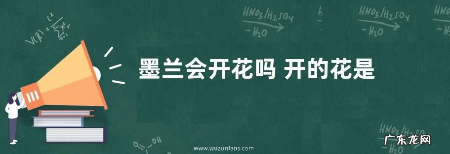 墨兰会开花吗 开的花是什么样子