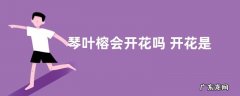 琴叶榕会开花吗 开花是什么样子