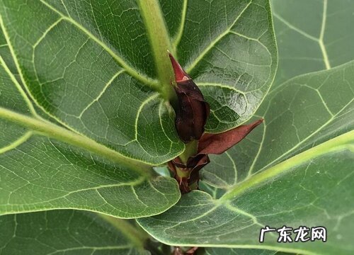 琴叶榕会开花吗 开花是什么样子
