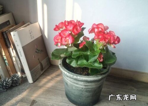 琴叶榕会开花吗 开花是什么样子