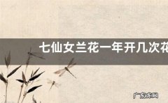 七仙女兰花一年开几次花